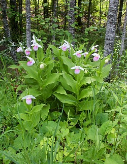 Lady Slipper
